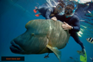 Maori Wrasse fish