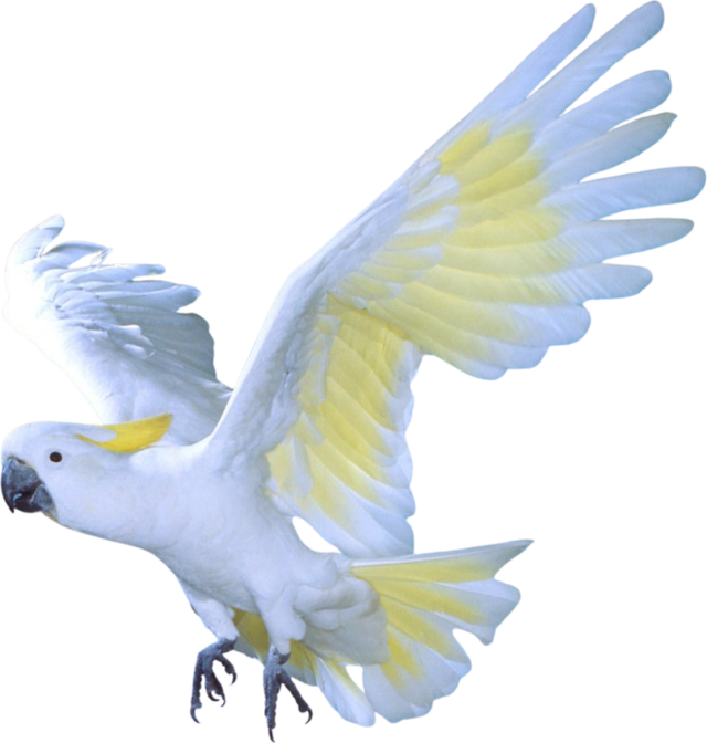 Sulphur-crested cockatoo in flight